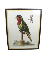 George Edwards Parrot D Framed Print