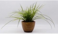 Tall Grass in Ceramic Pot