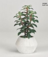 Succulents in White Pot