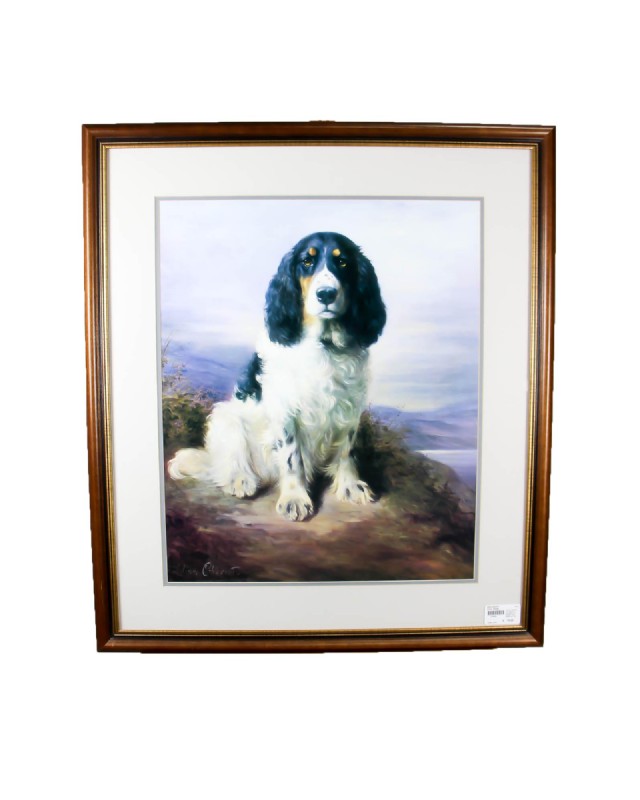 Royal Spaniel