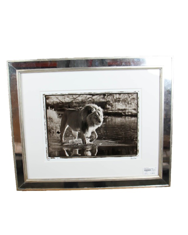 Jamie Thom Mirror Framed Photograph of a Lion