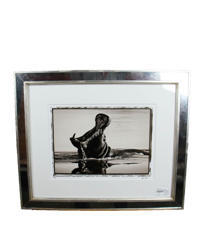 Jamie Thom Mirror Framed Photograph of a Hippo