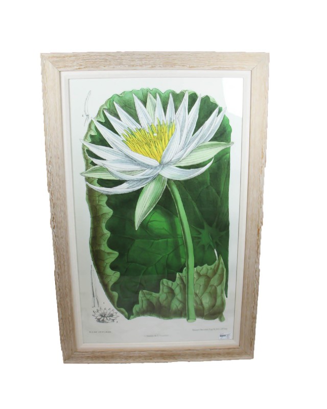 Waterlilly Botannical II Framed Print