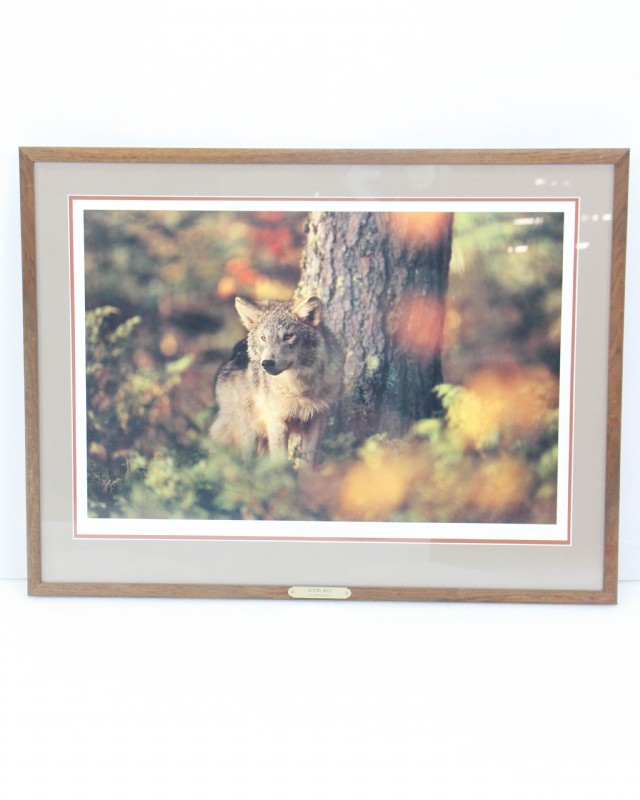 Autumn Wolf Jim Brandenburg Print