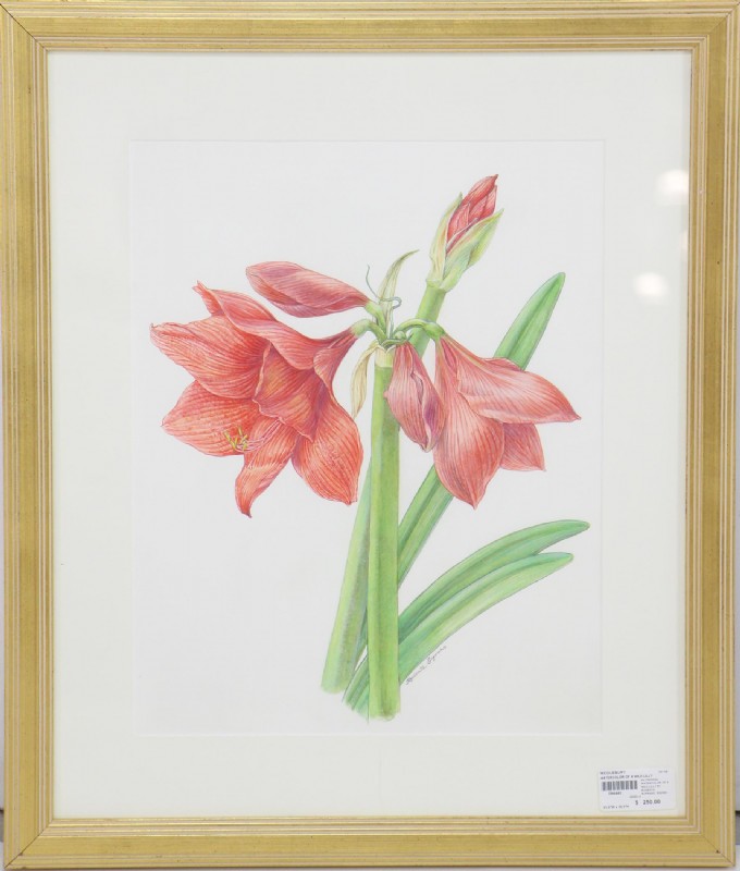 Watercolor of a Wild Lilly