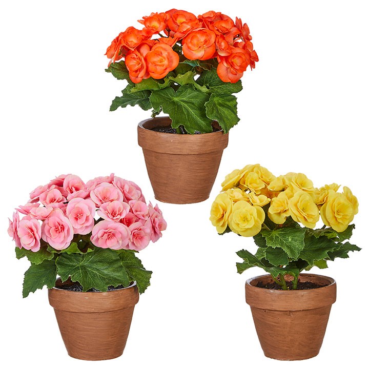 POTTED BEGONIA