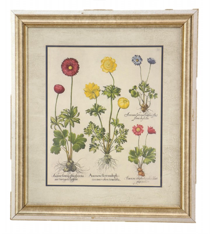 Anemone I -Framed Floral Print