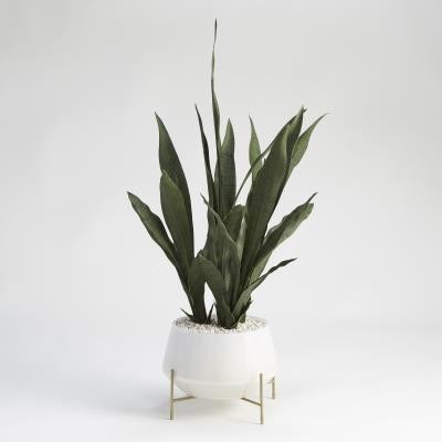 Modern Succulent