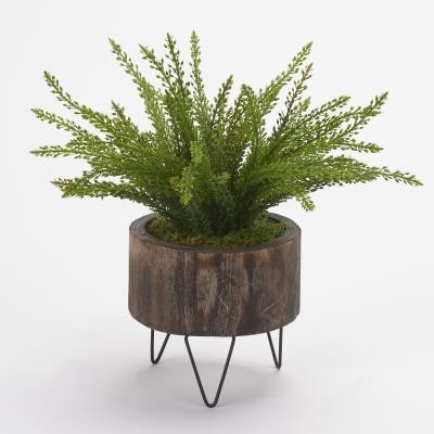 Potted Fern
