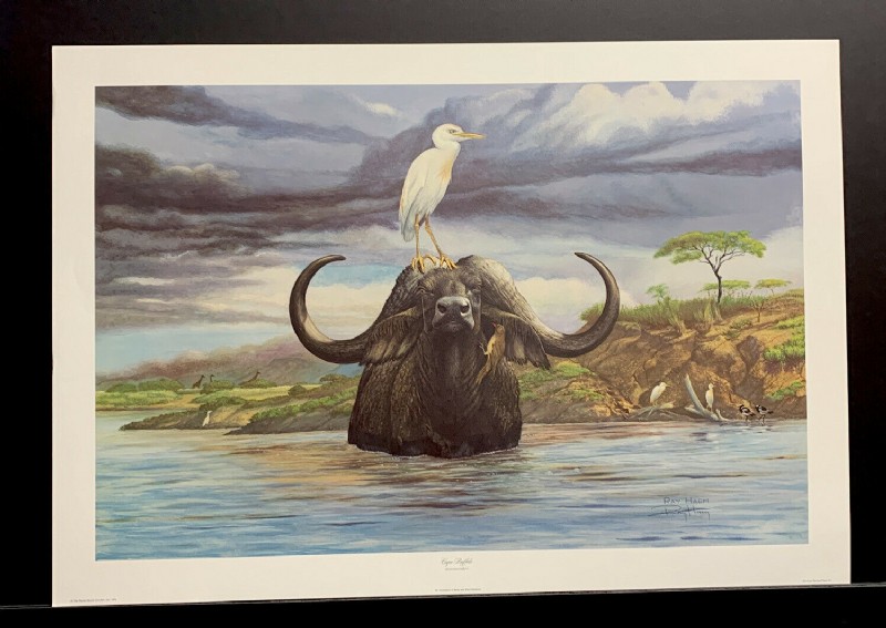 Cape Buffalo by Ray Harm- Signed