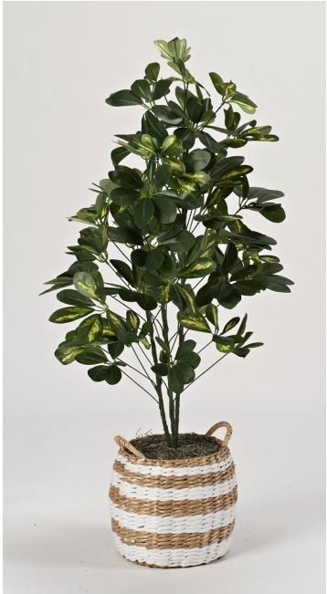 Fiddle Leaf Bush
