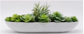 Succulents in Oblong Planter