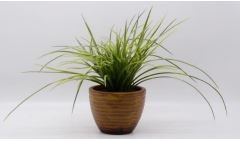 Tall Grass in Ceramic Pot