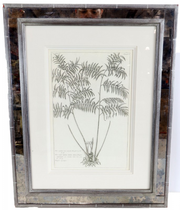 Pierre Bull Plant Etching In Mirrored Frame