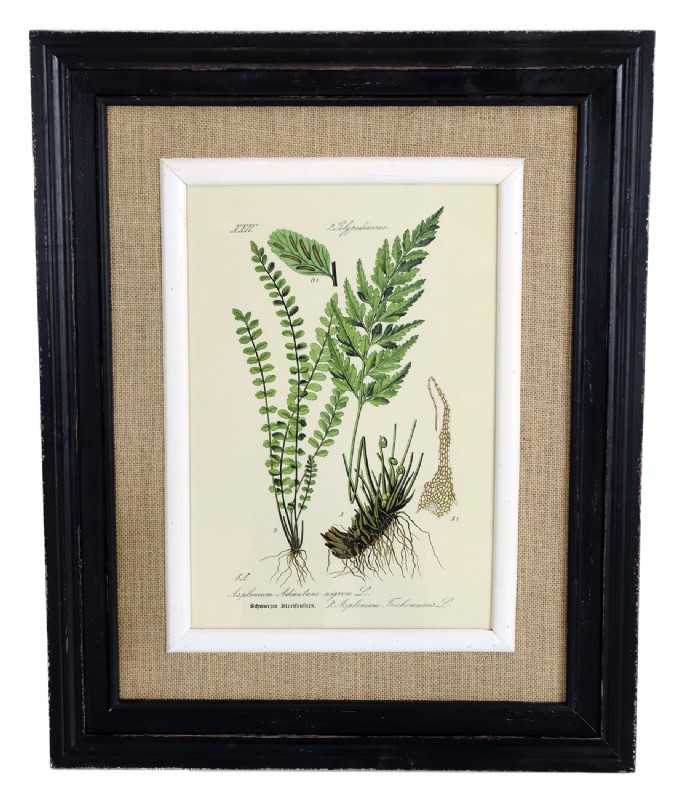 Nicely Framed Fern Print