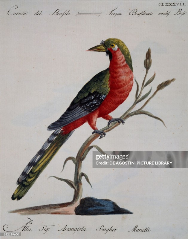 Set of 5 Antique Bird Engravings, circa 1800