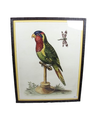 George Edwards Parrot D Framed Print