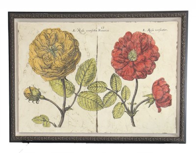 Elephant Roses