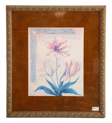 NIcely Framed Print of an Exotic Mapasi