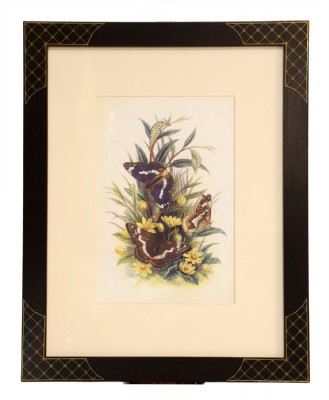Large Humphrey's Butterflies Giclee Print