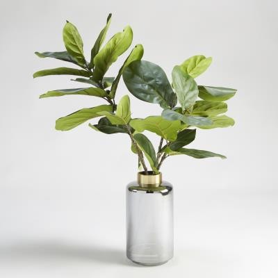 Potted Fig Leaves