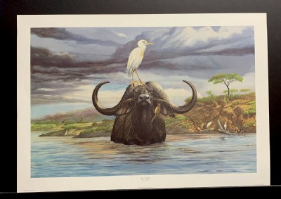 Cape Buffalo by Ray Harm- Signed