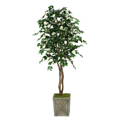 Camillia Tree with Planter