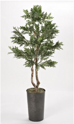 Tall Locust Tree