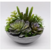 Succulents in Cement Bowl