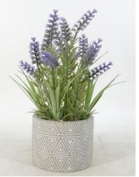 Potted Lavender