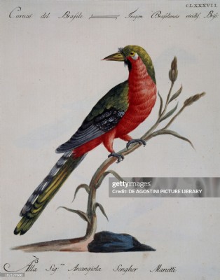 Set of 6 Hummingbird Hand Colored Prints