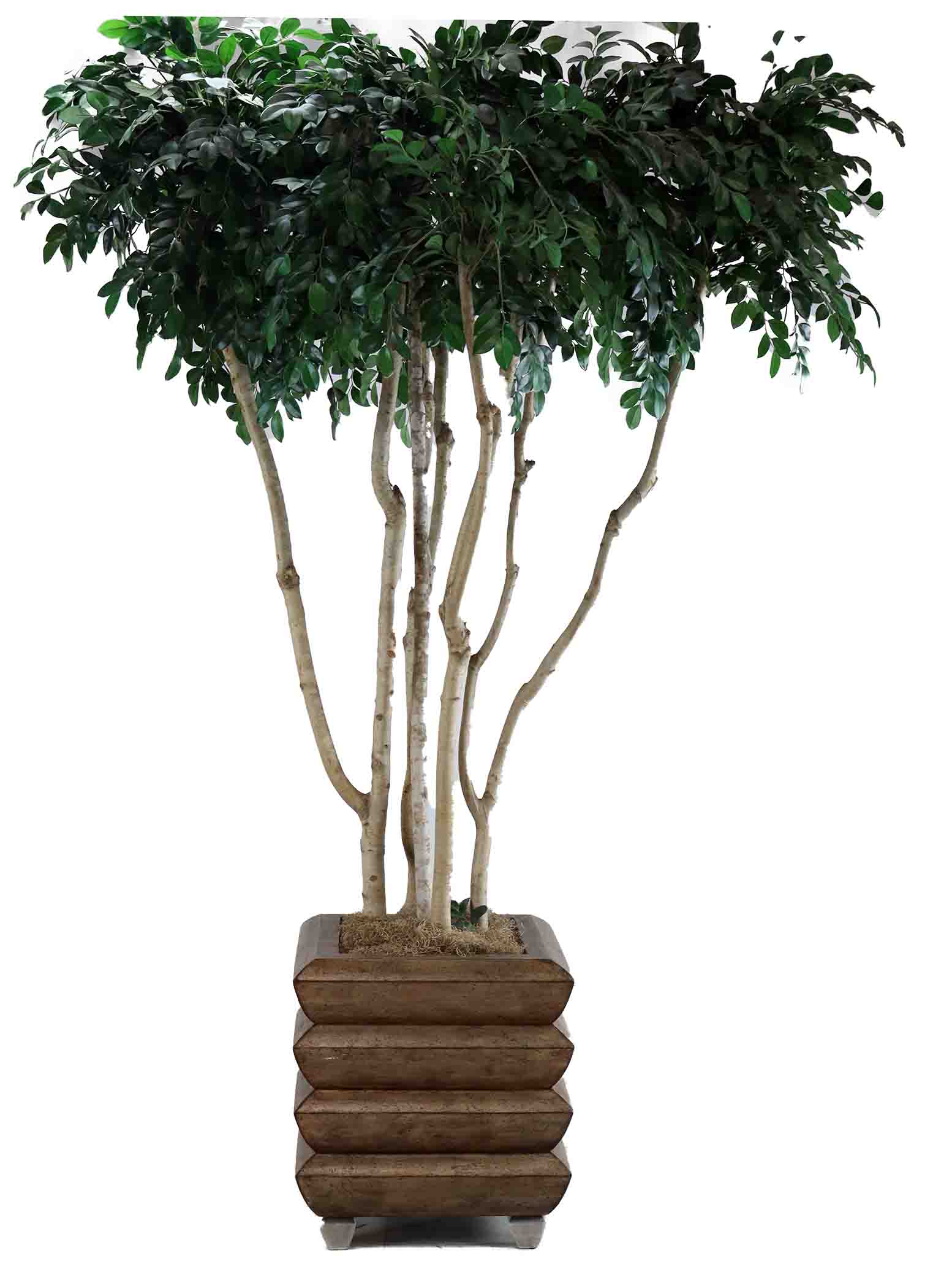 Artificial Tree Planter For Sale in CT Middlebury Furniture and Home