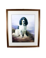 Royal Spaniel