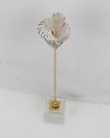 Turks Cap And Quartz Sculpture