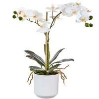 POTTED ORCHID
